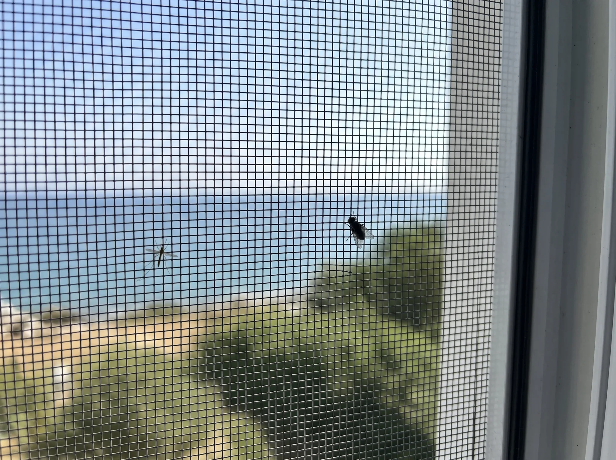 Close-up of standard fibreglass insect screen mesh